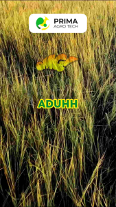 PRIMADECO Bio Fungisida Bakterisida Hayati untuk Layu Cendawan Bakteri Embun Tepung