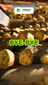 SEUDOFLOR Bio Fungisida Hayati Busuk Akar