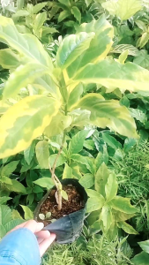 ต้นใบทอง 5แถม1 ด่างเหลืองสวยๆ ไม้มงคล ไม้ด่าง Caricature Plant / Graptophyllum pictum ใบทอง