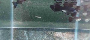 Ikan Black Moscow Guppy 1 Trio (1 jantan 2 betina)
