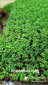 PAKET 50 PCS!! tanaman hias lee kwan yew 25-30cm tanaman hias menjuntai tanaman rooftop tanaman pagar menjuntai tanaman tirai hidup veronina elliptica