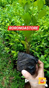 tanaman hias pagar teh tehan pagar hidup tanaman pagar acalypha siamensis