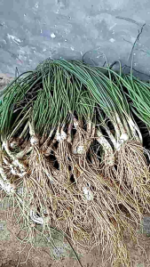 1KG BAWANG LUKIO ATAU BAWANG BATAK SAYUR SEGAR