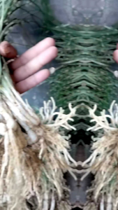 SAYUR SEGAR / BAWANG LUKIO BAWANG BATAK / KUCAY SAYUR/