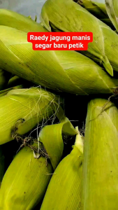 PROMO BENIH JAGUNG MANIS UNGGULAN 300BIJI