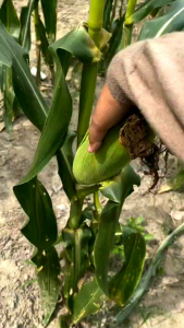 PROMO BENIH JAGUNG MANIS UNGGULAN SUPER 100BIJI