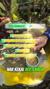 KOPI MORINGA SACHA INCHI ORIGINAL ADDIN HERBS | 3 SERANGKAI | AD-DIN HERBS