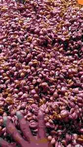 bawang merah galek 1kg ukuran sedang kecil murah meriah segera ambil selagi promo ibu bijak pilih ini