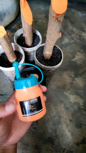 Salep Kambium Bonsai Asli Plus Fungisida Anti Jamur