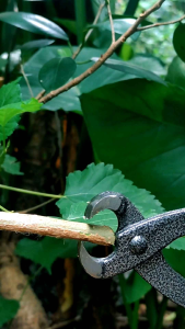 Catok Bonsai Cembung Krekut Lokal Tajam Kuat Modifikasi