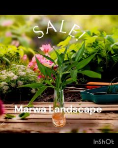 Tanaman hias Sri rezeki(per 5 batang)/Tanaman Bambu hoki/Bambu hoky/Tanaman air