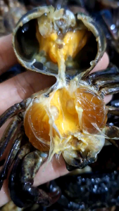 ปูนาดอง ปูนาดองน้ำปลากวน ราคา 169 บาท ปริมาณ 950  กรัม รสชาติ เค็มนิด หวานหน่อย อร่อยมากๆคะ รับประกันคุณภาพทุกกระปุก