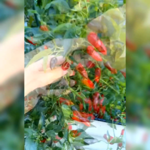 5 BIJI BENIH CABE JALAPENO EARLY (REPACK)