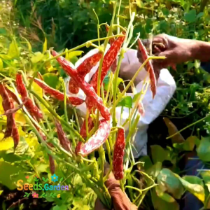 50 BUTIR BIJI/BENIH TANAMAN KACANG MERAH