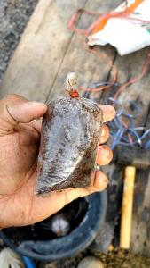 ตุ้มตอน เพาะพันธุ์ต้นไม้ ขนาด 3 1/5* 5 1/5 ถุง