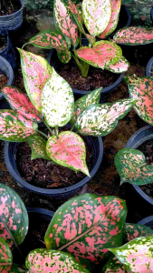 อโกลนิมา อัญมณีแดงใบกลม ไม้มงคล กระถาง 5-6 นิ้ว