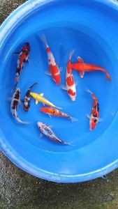 🇯🇵 JAPAN KOI 20-25cm  10pcs COMBO from HOSHIKIN / MARUSEI / DAINICHI FARM at RM3998
