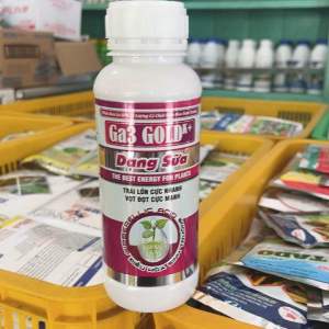 GA3 GOLD DẠNG SỮA trái lớn cực nhanh- vọt đọt cực mạnh