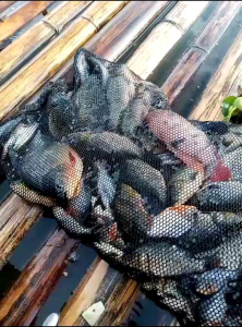 Umpan Ikan Masikan Bawal, Nila & Patin: Pemancingan Berkualitas