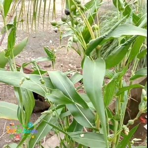 [TERLARIS] BIJI/BENIH TANAMAN JALI-JALI | HANJELI | JELAI (Bisa buat kolase)