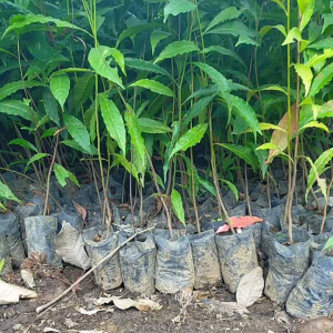 Bibit Tanaman Pohon Jenitri Genitri kwalitas bagus
