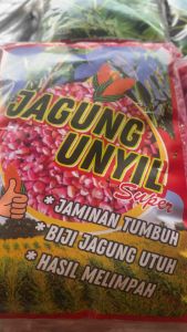 1KG BENIH JAGUNG KRISTAL ORENS SIAP TANAM SUPER GRADE A Benih Jagung Kualitas Tinggi Benih Jagung Untuk Pertanian - Lazada