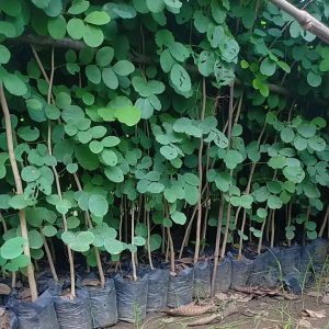 Bibit Tanaman Pohon Sonokeling Satu Meteran Spesial