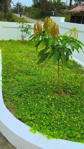100gram [600Biji] Benih Kacang Pintoi Arachis Pintoi Seeds Penutup Bumi Ground Cover BraziL Bunga Taman Cantik