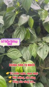 Lá Trầu Không Tươi 500g - nhà Hơn Thuốc