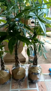 ต้นศุภโชคถักเปีย5ต้น ต้นไม้มงคล ต้นไม้นำโชคลาภ ต้นไม้มีเงิน