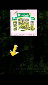 Bibit Benih Cabe Rawit Setan Super Tahan Virus JS GILAS ISI 10 GRAM JAYA SEED Setara Cabai Aura Seed