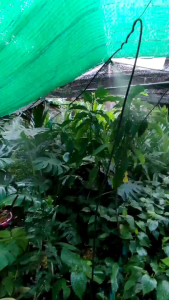 แถมถุงมือ 1 คู่ (คละสี) ชุดพ่นหมอกหัว 0.6 มม.พร้อมปั๊ม + อแดปเตอร์ ประกอบให้พร้อมใช้งาน