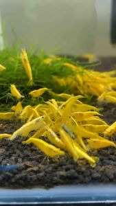 5 +3(DOA)yellow golden back neocaridina shrimp 1.5cm