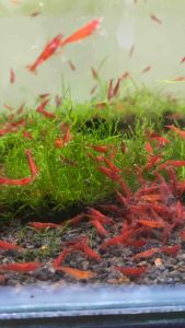 5 +3(DOA) LOW GRED bloody mary neocaridina shrimp 1.2-1.5cm