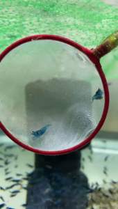 5+3(DOA) blue dream neocaridina shrimp 1.2-1.5cm