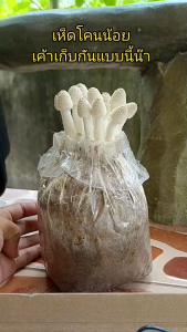 เห็ดโคนน้อย 10 ก้อน พร้อมคู่มือการเพาะ ส่วนประกอบ: คู่มือการเพาะ