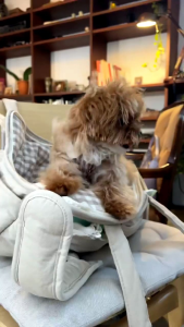 Cat Harness 🦮🇰🇷 เสื้อรัดอก สายคล้องสุนัขและ แมว แบรนด์ Puppy Gallery soft harness รุ่นนุ่มนิ่ม เกรดพรีเมี่ยมจากเกาหลี 🇰🇷