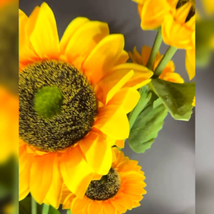 BIJI BENIH BUNGA MATAHARI JUMBO/HELIANTHUS ANNUUS