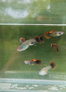 Guppy Red Dragon Roundtail Pair Ready Breed