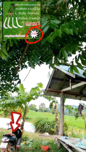 1แถม1  เคียวแมงกานีส เคียวชักตอง