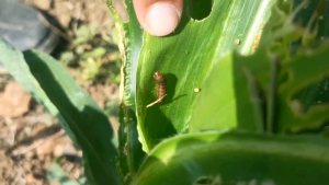 คลอร์ฟีนาเพอร์ เข้แดง 500cc ฆ่าหนอน ฆ่าเพลี้ยไฟ ฆ่าไร ในขวดเดียว