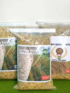 Bibit Ketan Putih Asli Kemasan 500 Grm