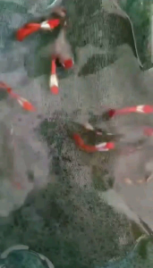 Platinum Koi Guppy (pair)