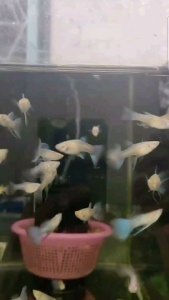 Sky Blue Guppy | 1 set normal & ribbon pair