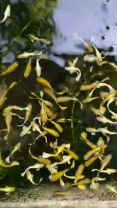 24k Full Gold Guppy (Pair)