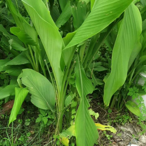 250gr Tinh bột nghệ vàng nguyên chất