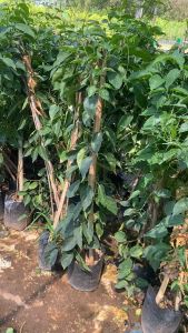 ต้นพวงแสดสีส้ม ทำซุ้มไม้เลื้อย ไม้ประดับ ต้นสูงมากกว่า 100 cm.