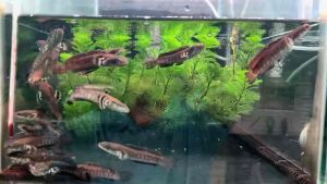 Channa Blue Pulchra / Channa / Tropical Fish /Freshwater 幻彩红宝石雷龙 /活鱼 /淡水观赏鱼 /雷龙(Sin Quan Aquaculture Enterprise)