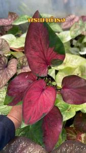 บอนสี พระยาดำรงค์ บอนเก่า กระถาง4นิ้วส่งยกกระถาง