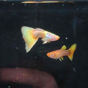 (Pair available) Grade A 24k Gold Dumbo Guppy Premium Grade Pure Strain Guppy